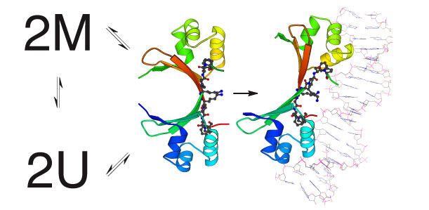 Cro Dimers bind to DNA